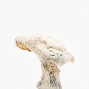Averys Albino Magic Mushroom
